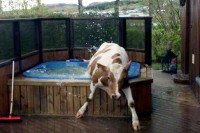 Calf in pool